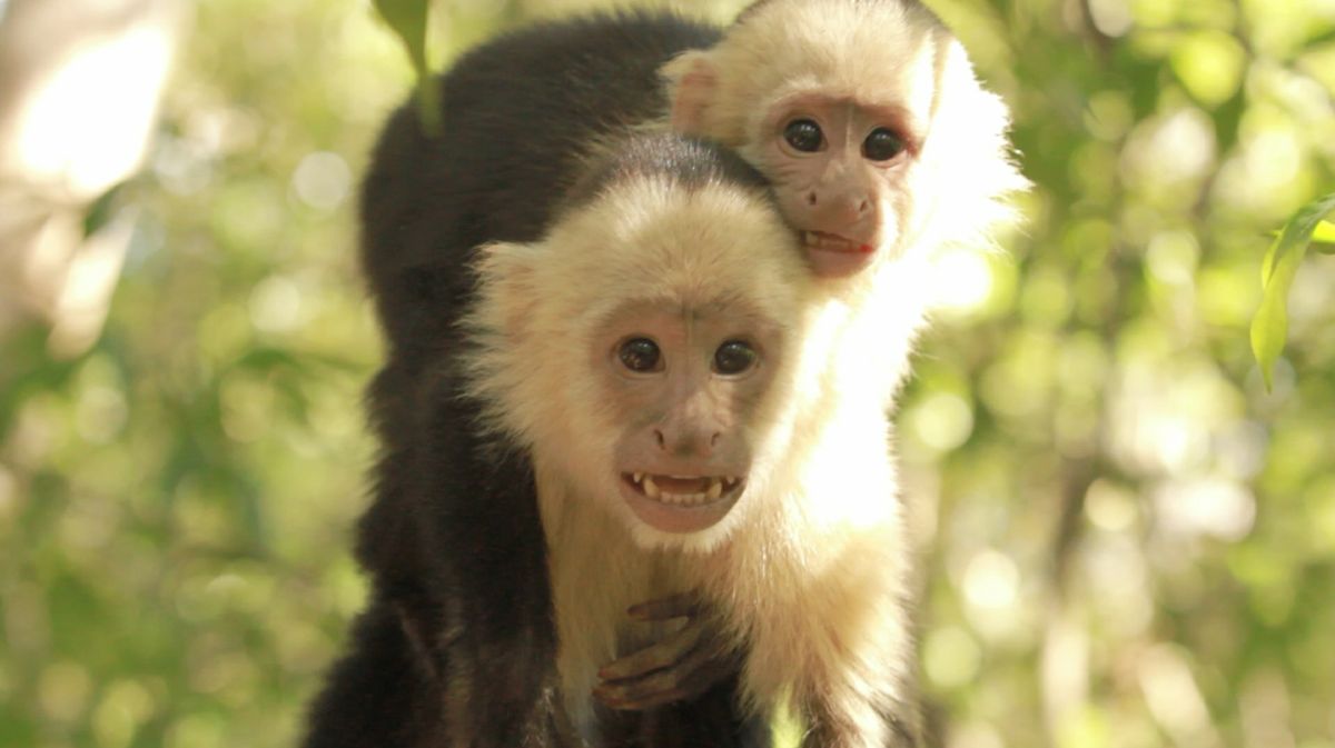 UCLA faculty voice: What monkeys can teach us about politics | UCLA